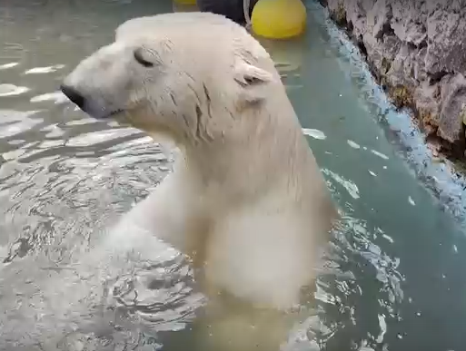     В парке флоры и фауны «Роев ручей» началась настоящая весна