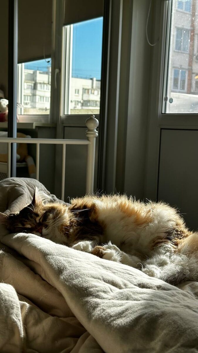 Моя кошечка