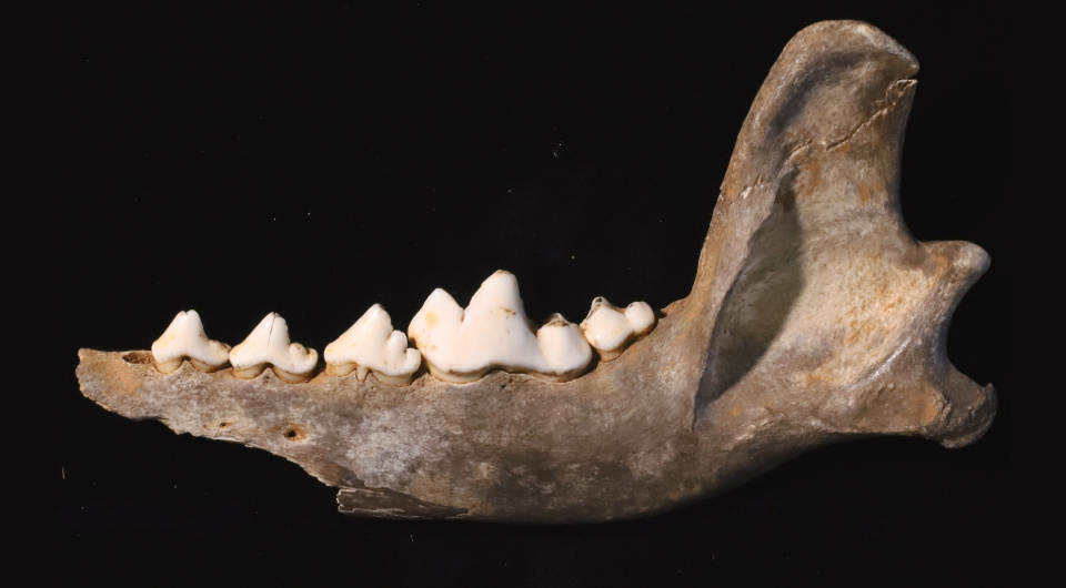   Mietje Germonpré et al. / Quaternary Science Reviews, 2025