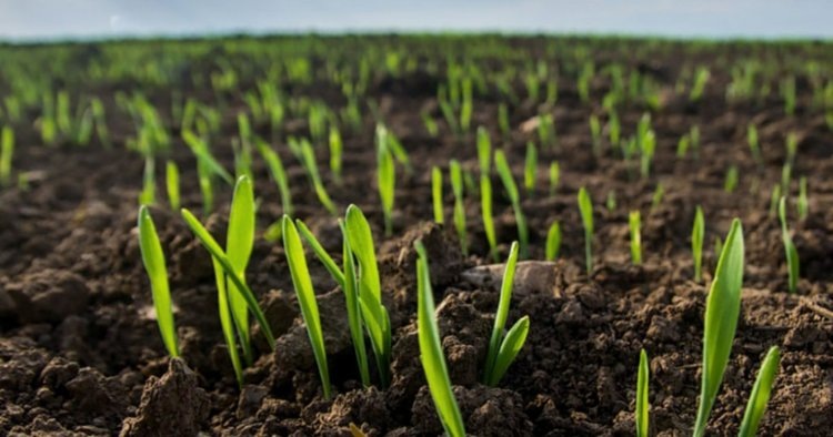    «Русмолко» увеличит площадь ярового сева на 10 процентов