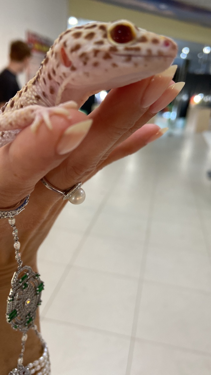 Красота- понятие относительное. Можно любоваться переливистой игрой солнечных лучей внутри ограненных кристаллов алмаза, ставшего бриллиантом ,а можно восхищаться переливами тех же лучей, отраженных от чешуи Коррлевской кобры, прекрасной и ядовитой. Мне импонируют оба варианта. А какой выбираете вы? Фото, традиционно из авторских закромов.