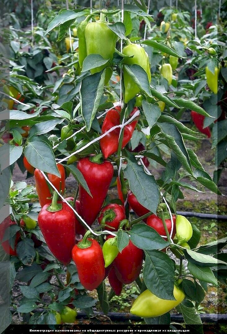 https://vk.com/photo-159774511_457270359. Перец «Сокровище» 