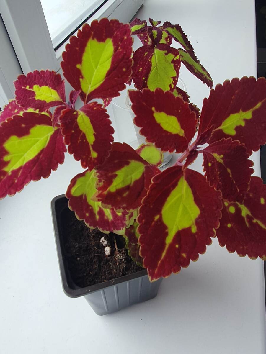 Для иллюстрации статьи. Моя рассада колеусов.