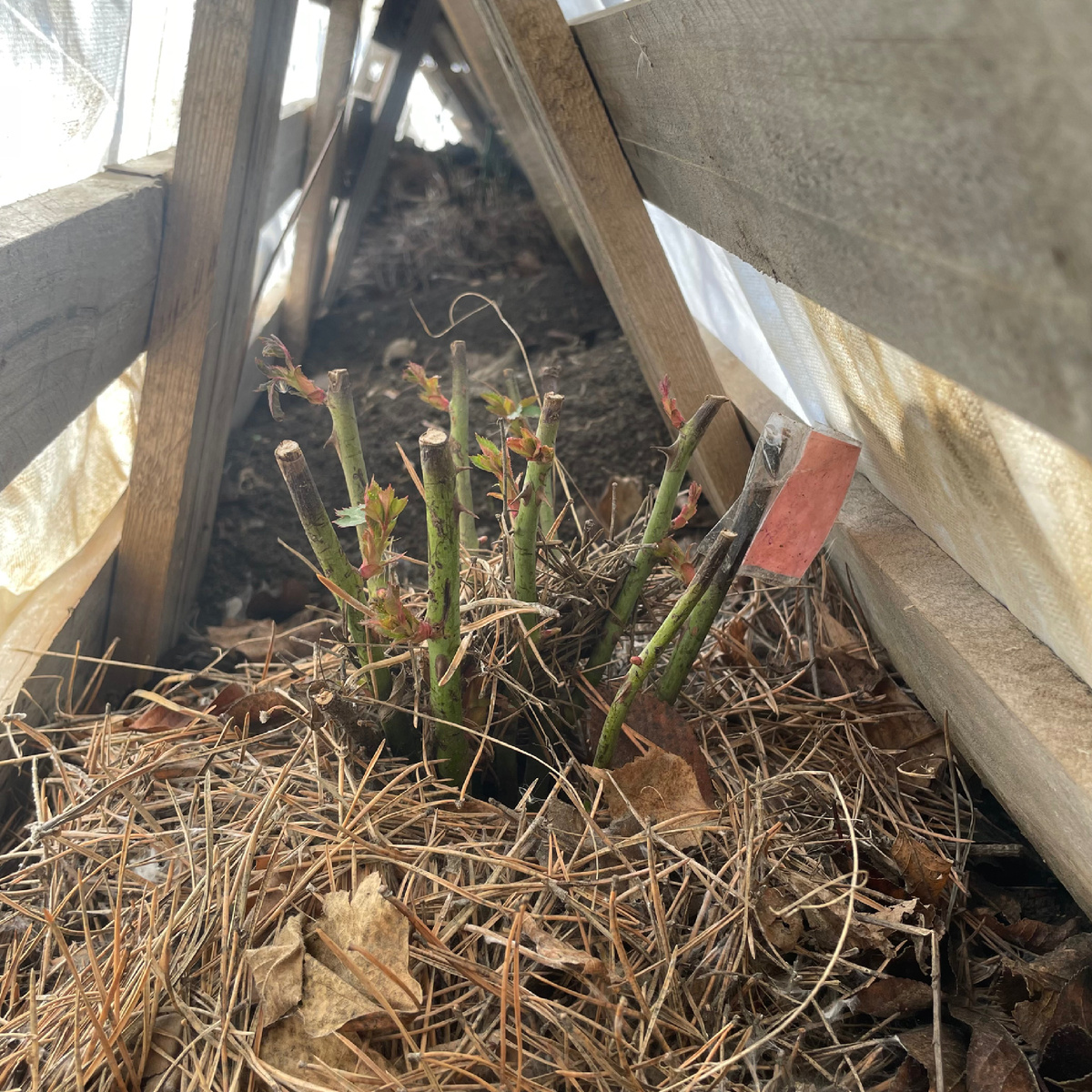 Малышка из осенней посадки