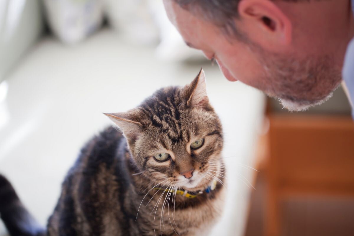 Владелец разговаривает с котом 