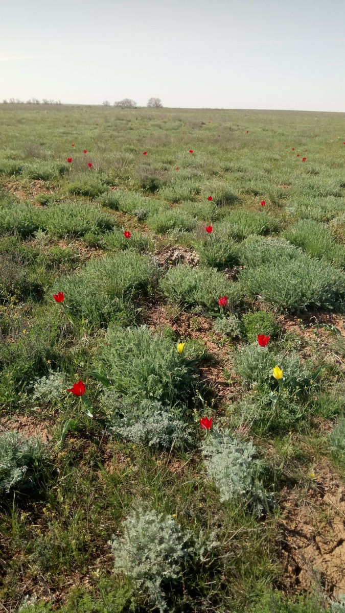 Степные тюльпаны. 