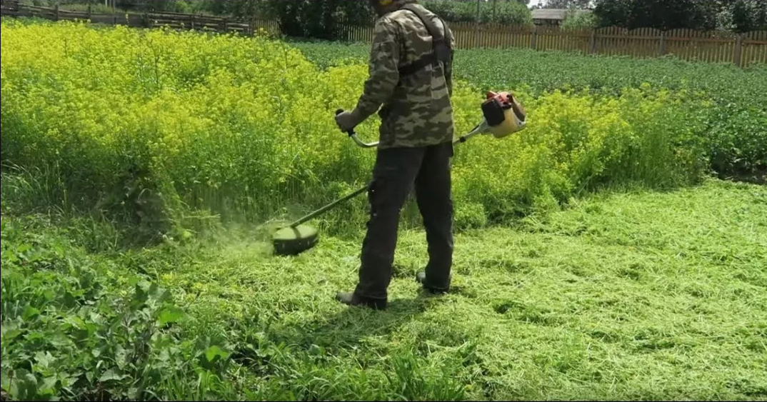 Еще одно правило, которое нельзя игнорировать: скашивайте сидераты до начала массового цветения. 