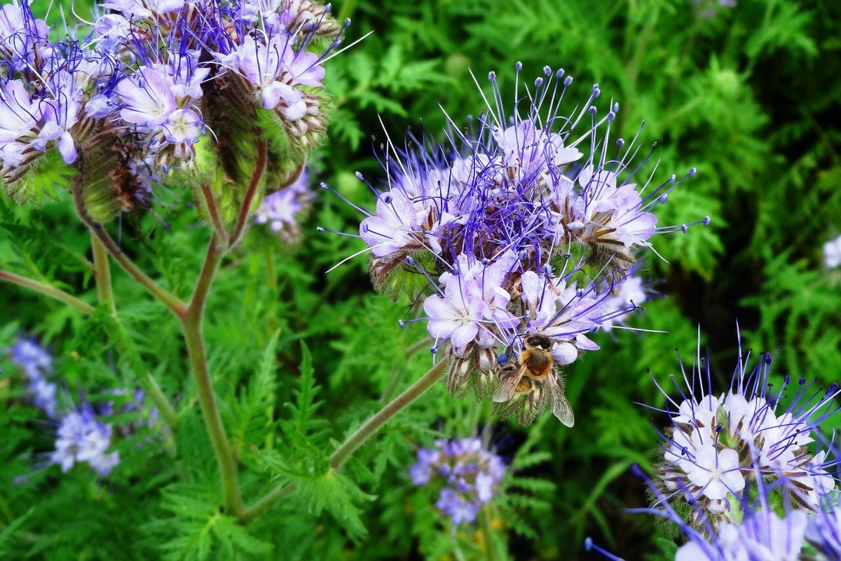 Фацелия — один из самых популярных сидератов, который подходит для любых типов почв. 