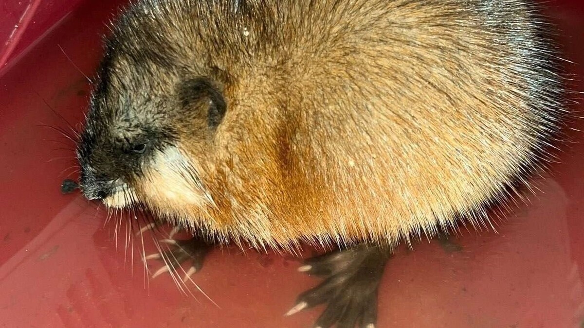     Источник: центр реабилитации животных «У Лукоморья»