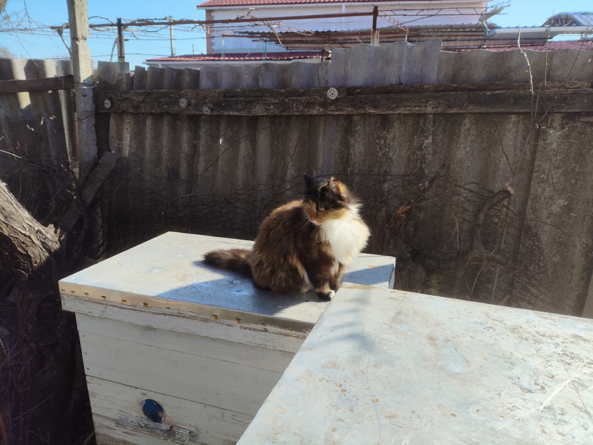 Главная помощница, провожала каждую дощечку