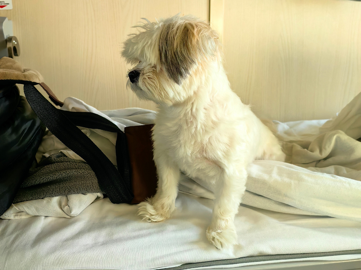 Так и живем без такого вот очаровательного члена семьи. Эх...