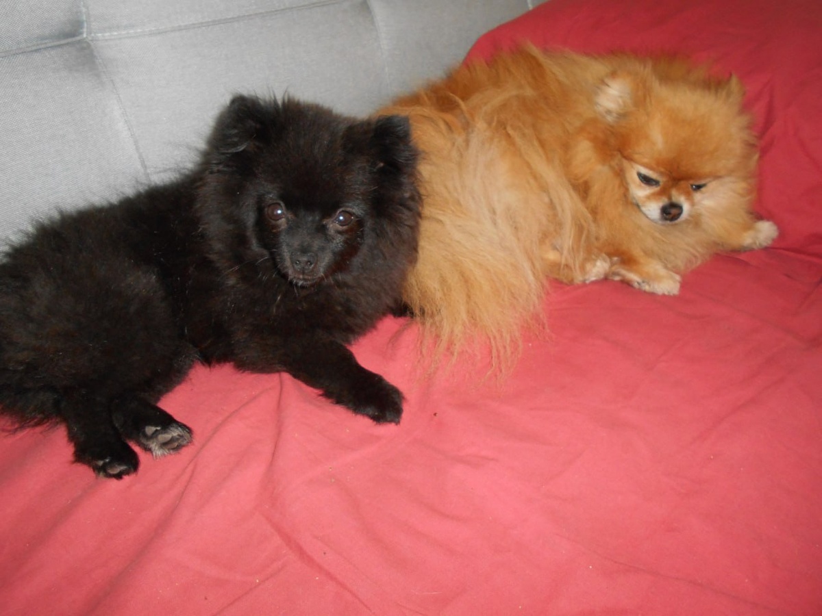 Вот они:). Фото автора