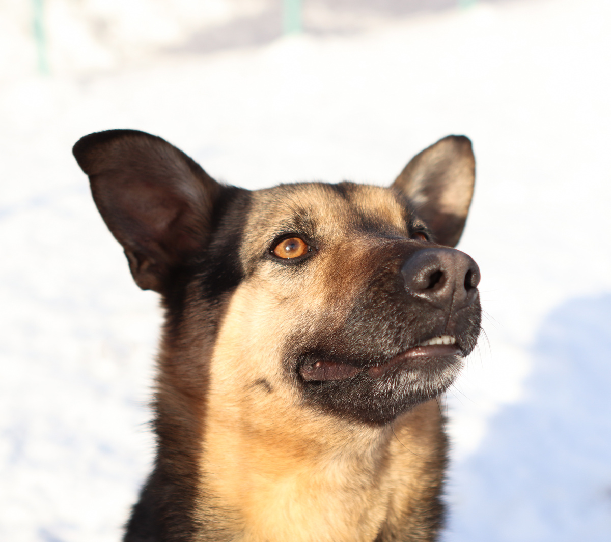 Ой девчата. я здесь, как овчарка! Я же на самом деле всего то 17 кг