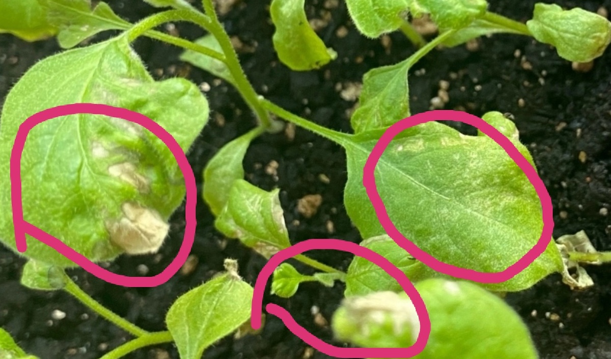 отредактировано автором статьи(увеличено фото)