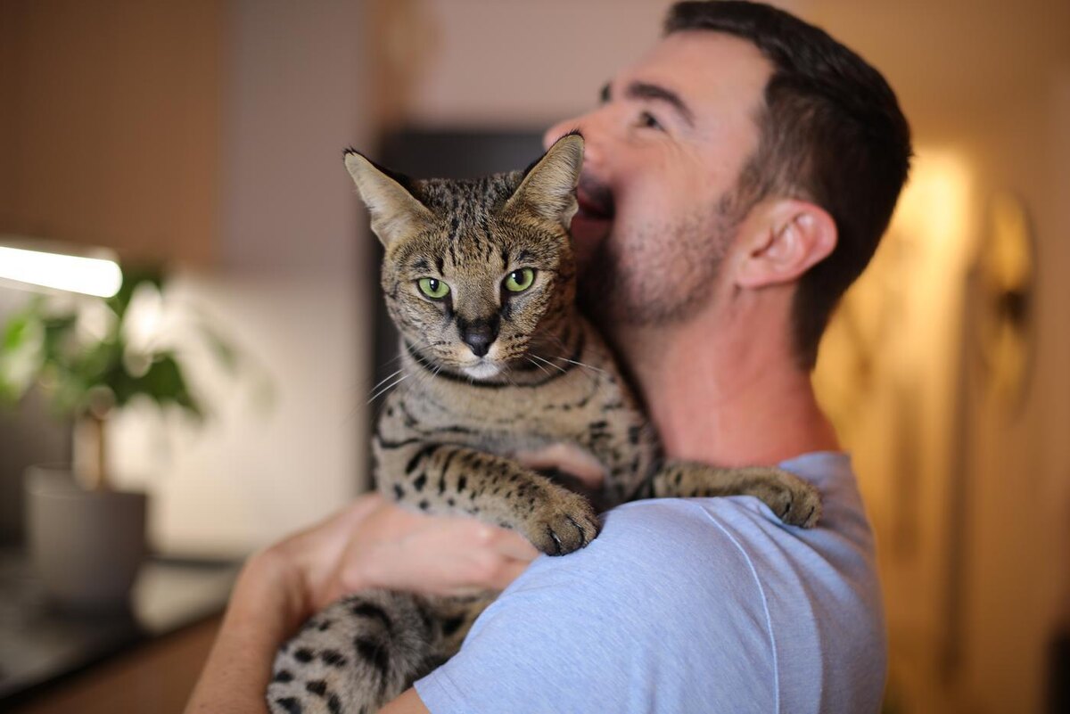 Несмотря на наличие удачных примеров приручения диких кошек, надёжнее и безопаснее будет выбрать одну из домашних пород. Shutterstoc