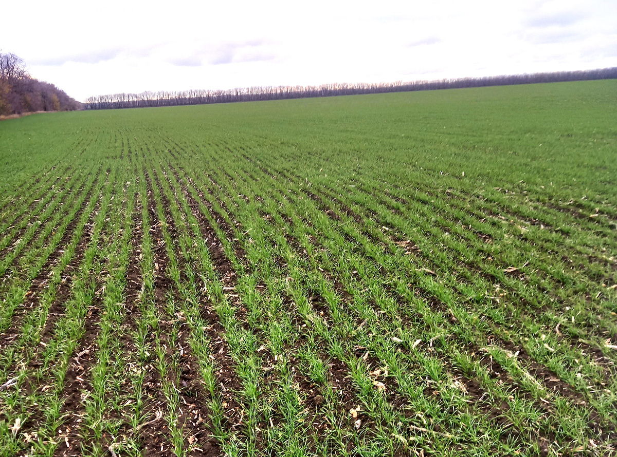 Озимая пшеница. Фото: пресс-служба филиала ФГБУ «Россельхозцентр» по Ставропольскому краю.