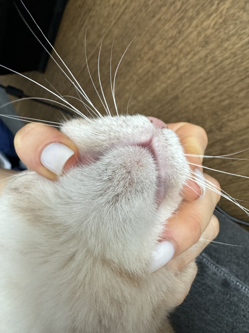 Акне у кошки на подбородке может выглядеть как чёрные точки.