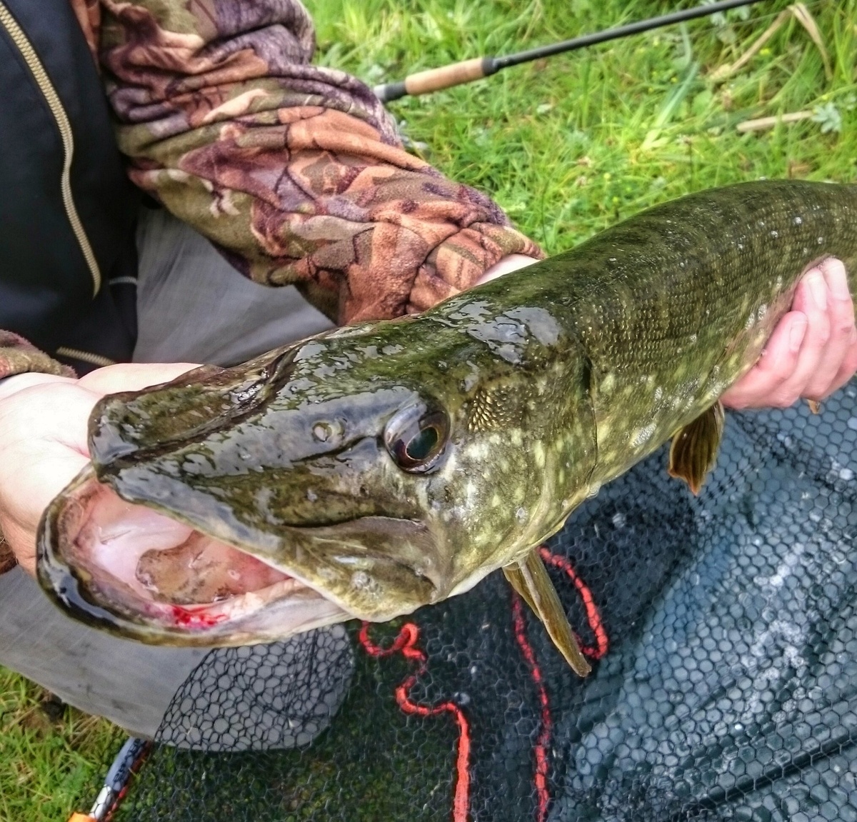 Хищник своего дела.