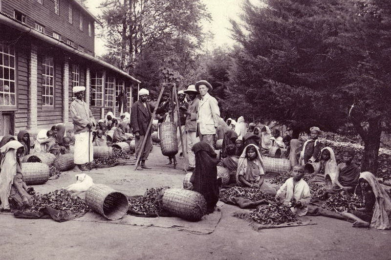 Чайные плантации. Индия. 19 век.