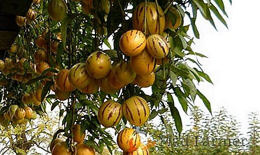 Яндекс Картинки.