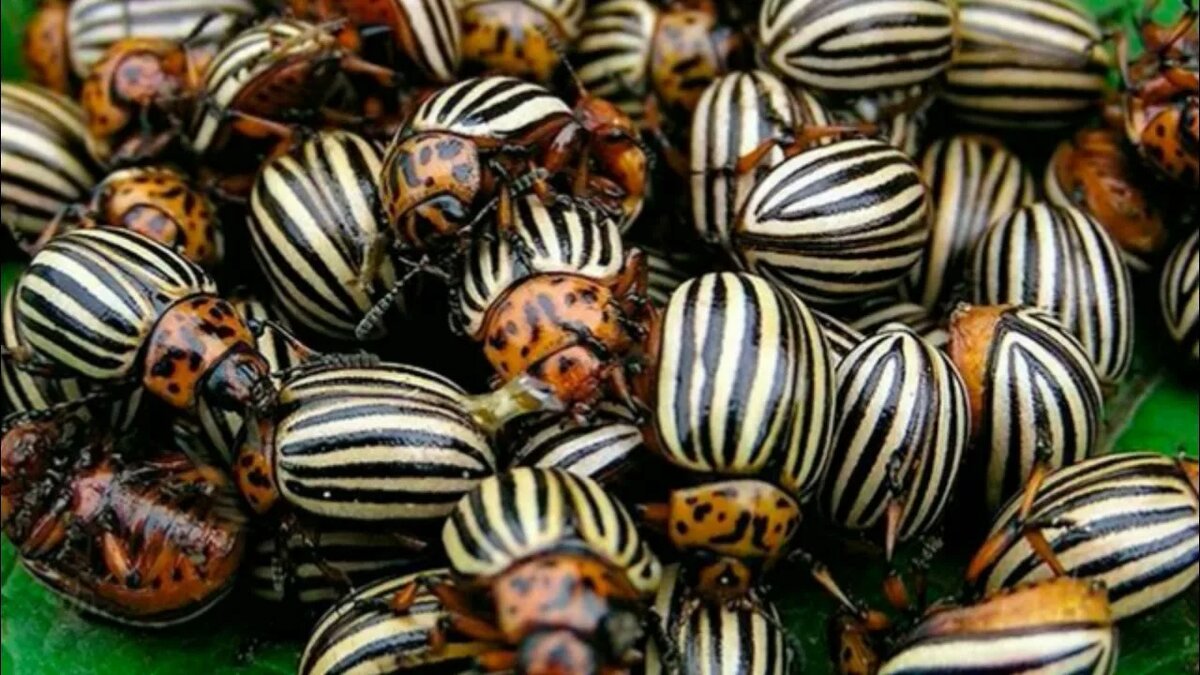 Яндекс Картинки.