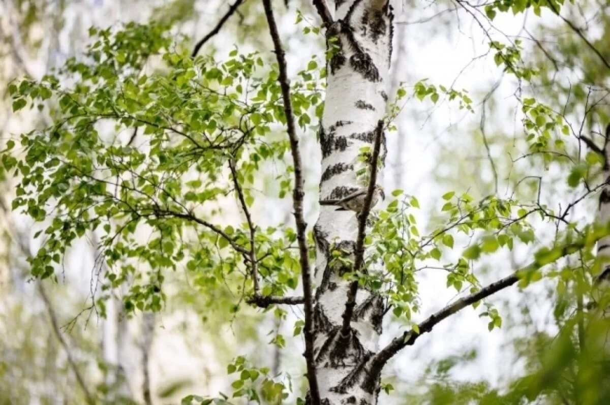    Парк в Академическом районе Екатеринбурга защитили от застройки