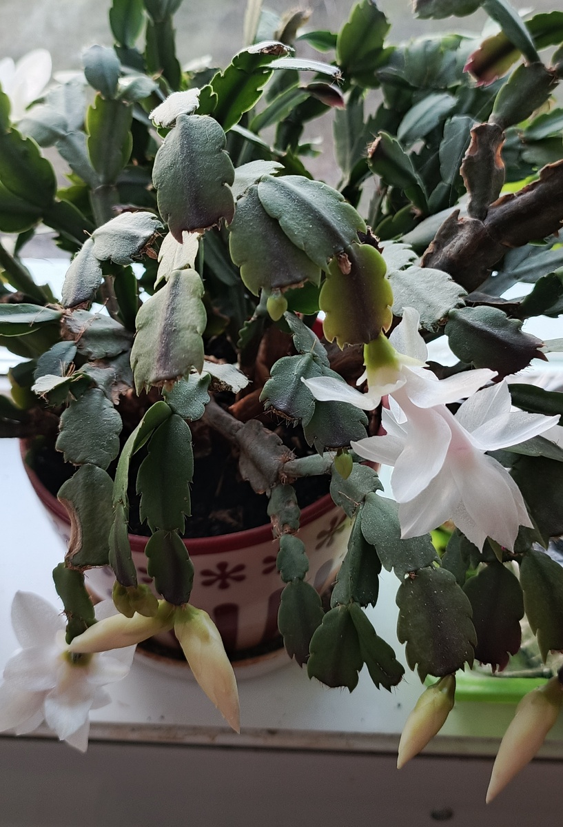 Мой декабрист. Зацветает третий раз.