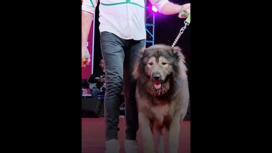    Самый дорогой в мире щенок обошелся индийскому собаководу в 5,8 миллиона долларов США ©IndiaTodayNE/youtube.com