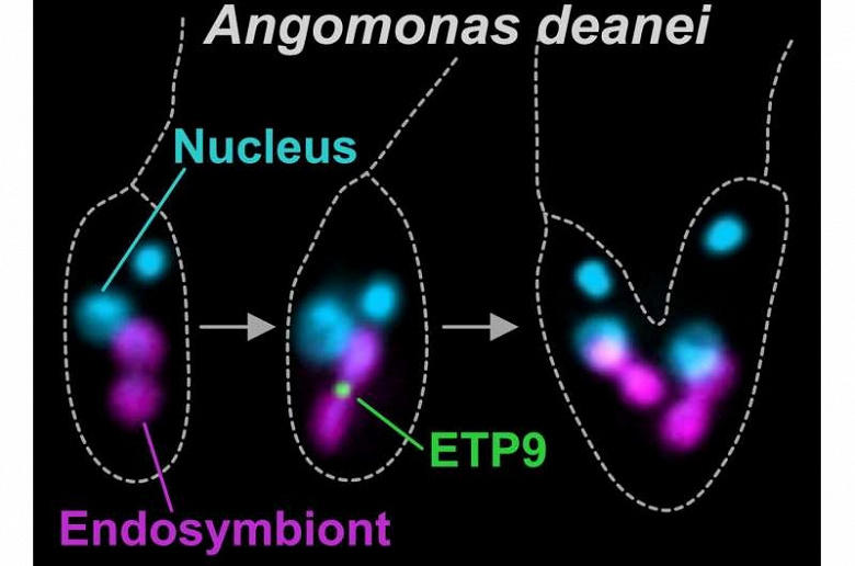 На изображении одноклеточный организм Angomonas deanei демонстрирует синхронное деление клетки-хозяина (прозрачная оболочка) и её эндосимбионта (оранжевая структура). Белок ETP9 (светящееся зелёное кольцо), созданный ядром хозяина, формирует «молекулярный контролёр» в точке разделения симбионта — механизм, напоминающий эволюцию митохондрий. Источник: HHU / Anay Maurya and Eva Nowack