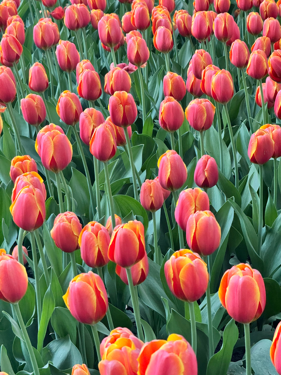 Источник: фото из личного архива с фестиваля в мае 2024 года