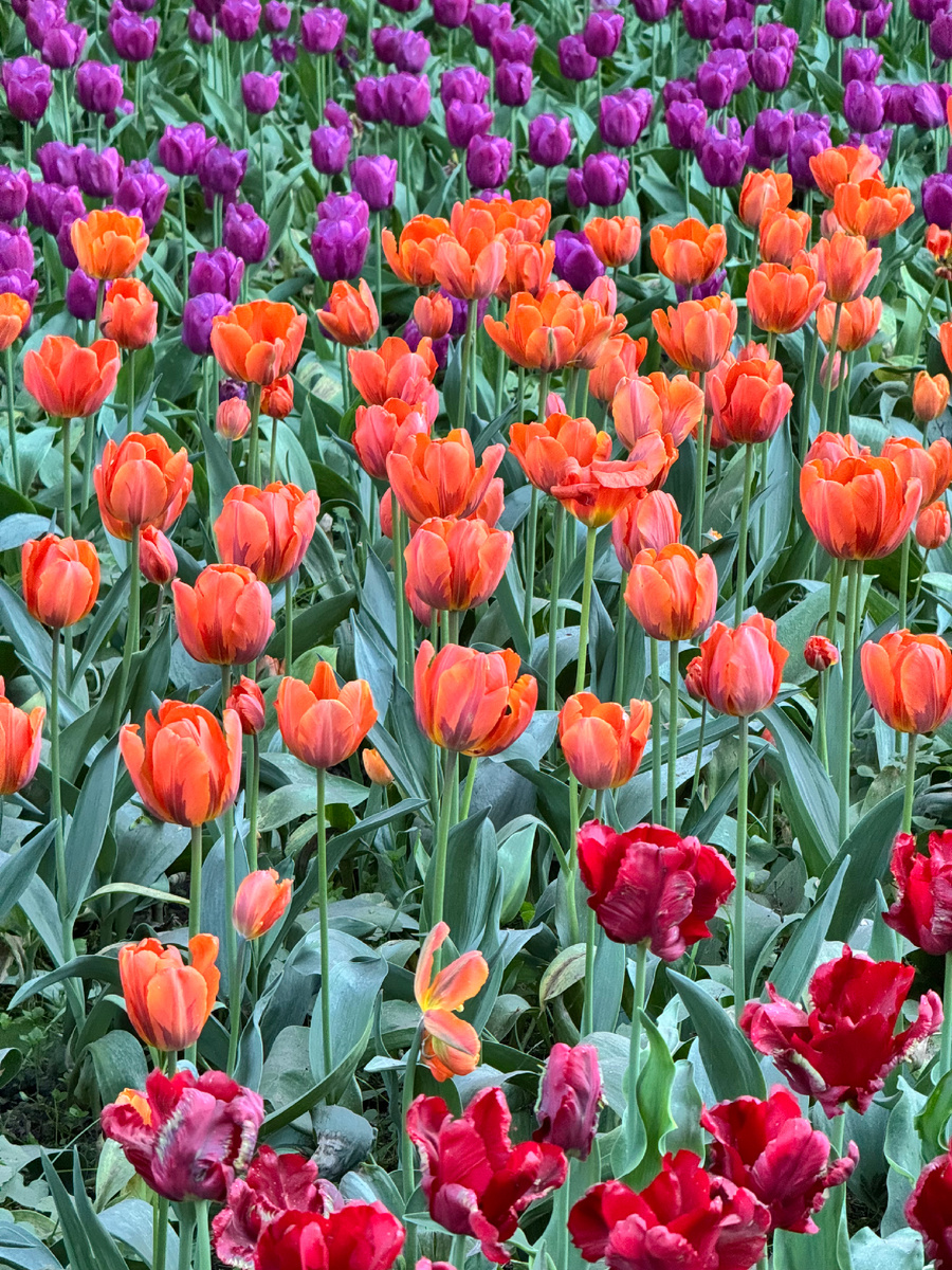 Источник: фото из личного архива с фестиваля в мае 2024 года