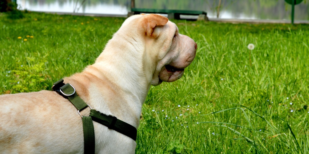 Штрафы за брошенных животных: как изменилось законодательство