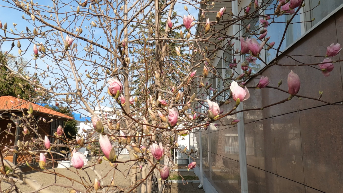 Это просто, чтобы разбавить сухие скучные разговоры)) Магнолия Суланжа