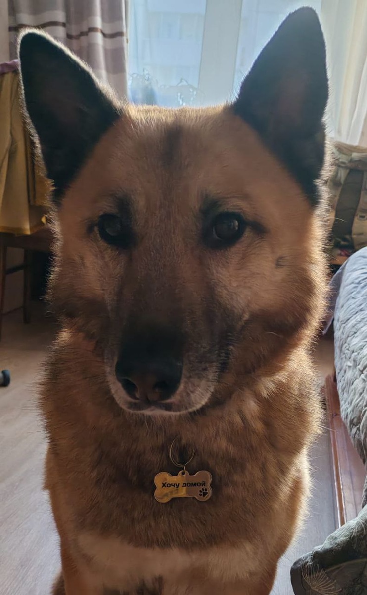 Адресник уже хозяйский, не кураторский!