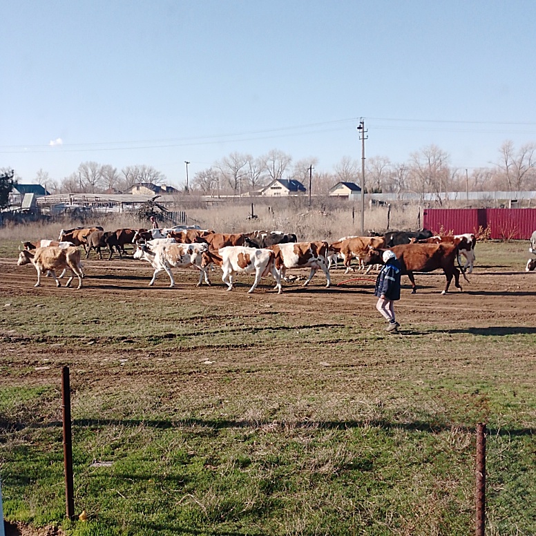 21 марта, коровы идут на пастбище