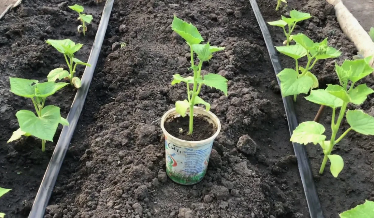 высадка огурцов