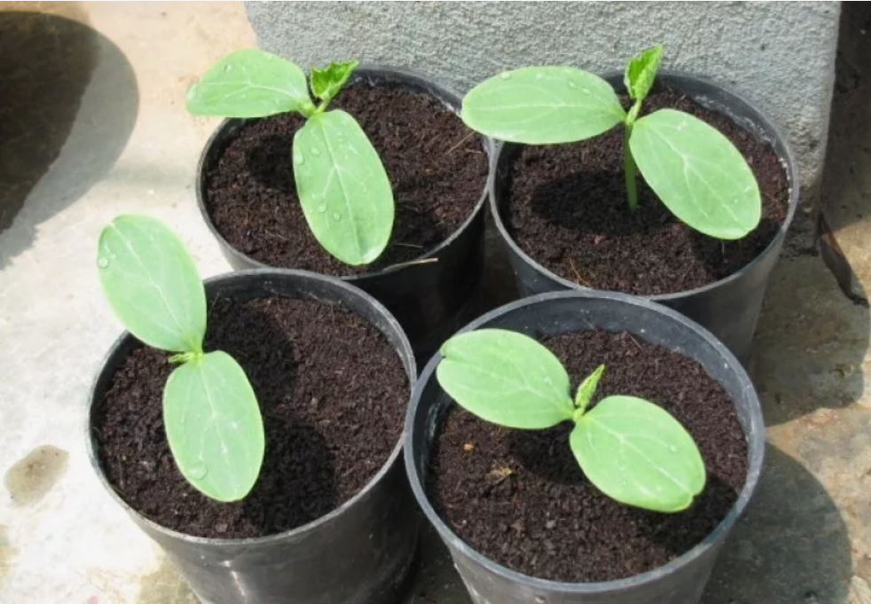 рассада огурцов