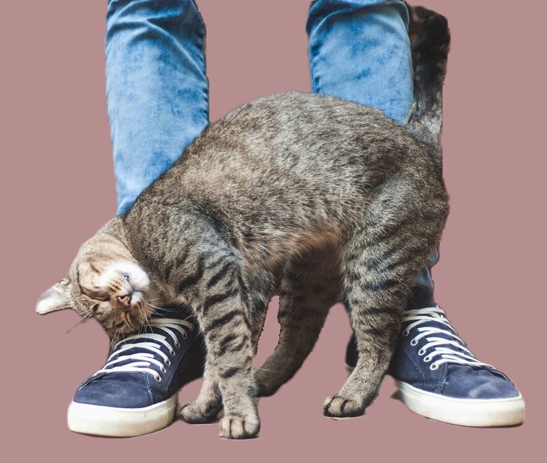 Кот трется о ноги