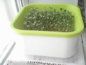 выращивание микрозелени.