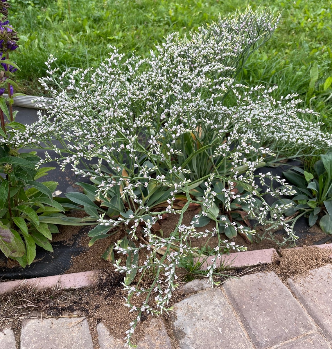 Кермек татарский в стадии бутонов