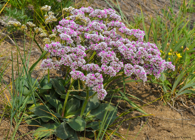 Гониолимон красивый 