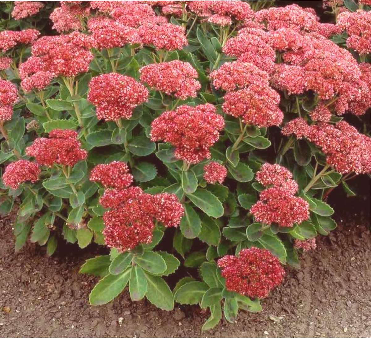 Разрежьте вдоль и приложите к ране, перелому или ожогу  и Вы увидете! Листья седума действительно усмиряют боль.Уменьшается восполение и ускоряет заживление! Его сок травники называют живой водой!