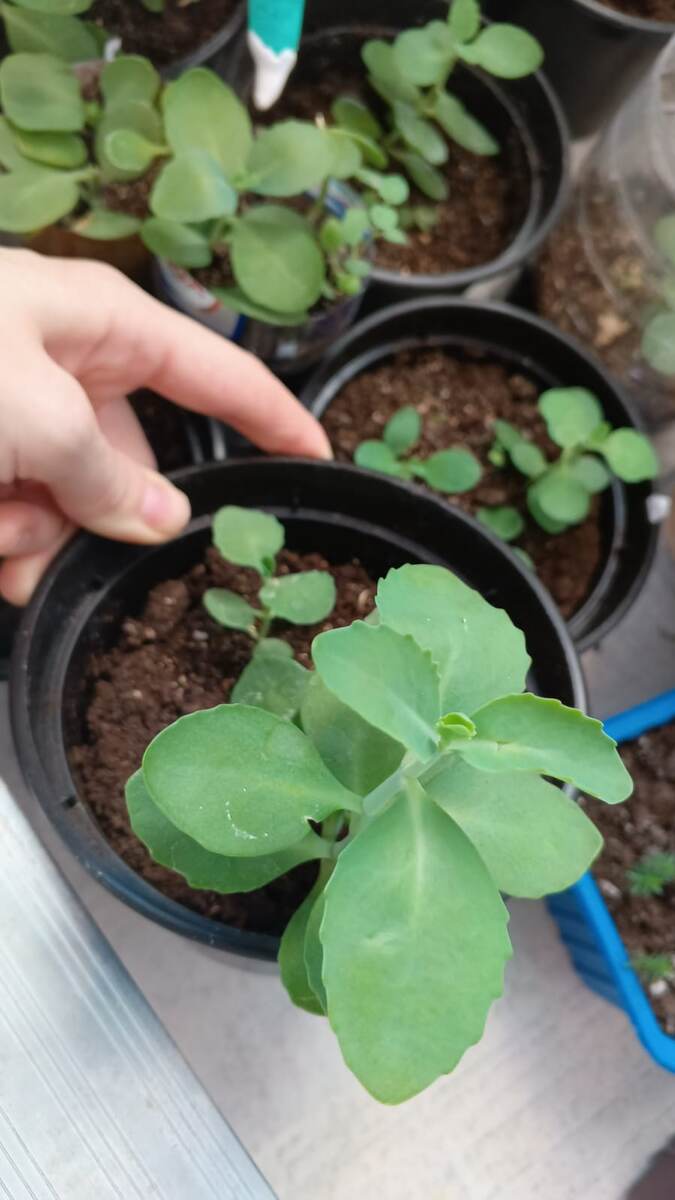 Из одного черенка, за зиму возможно начеренковать до 10 кустов и более!