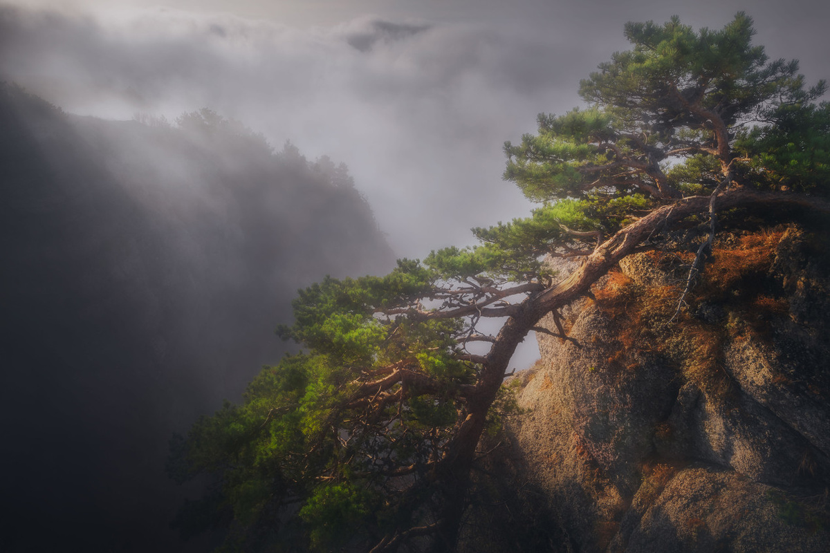 Сосна "дракон". Фото: Алексей Агеев, участник конкурса РГО «Самая красивая страна»