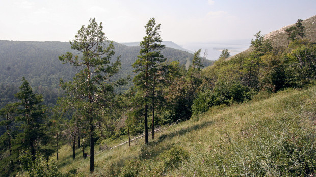 Сосна меловая. Фото: Юлия Максимова, участник конкурса РГО «Самая красивая страна»