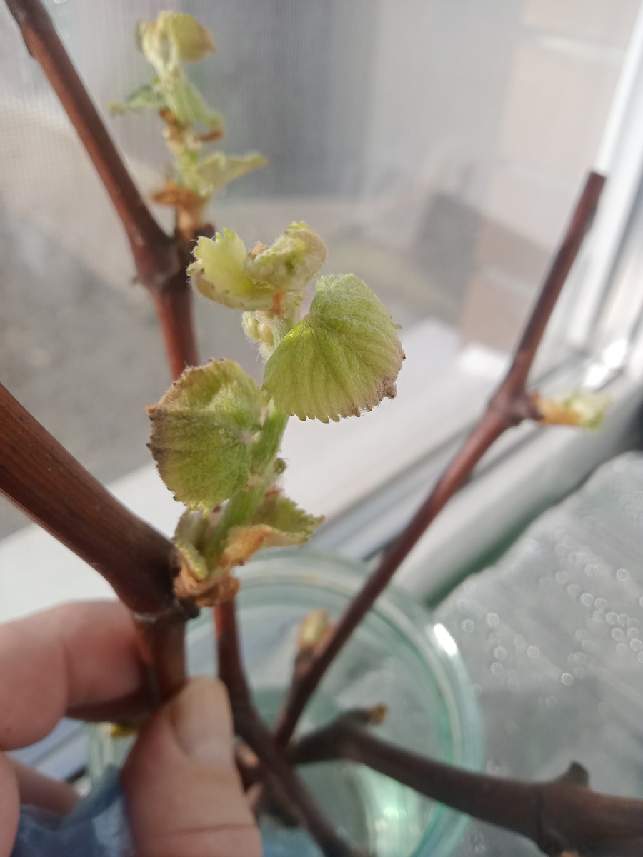 Подсыхание идёт явно по кайме листьев и говорит о возможном прекращении питания. На Солнечнй ожог не  очень похоже, хотя исключить нельзя и его  