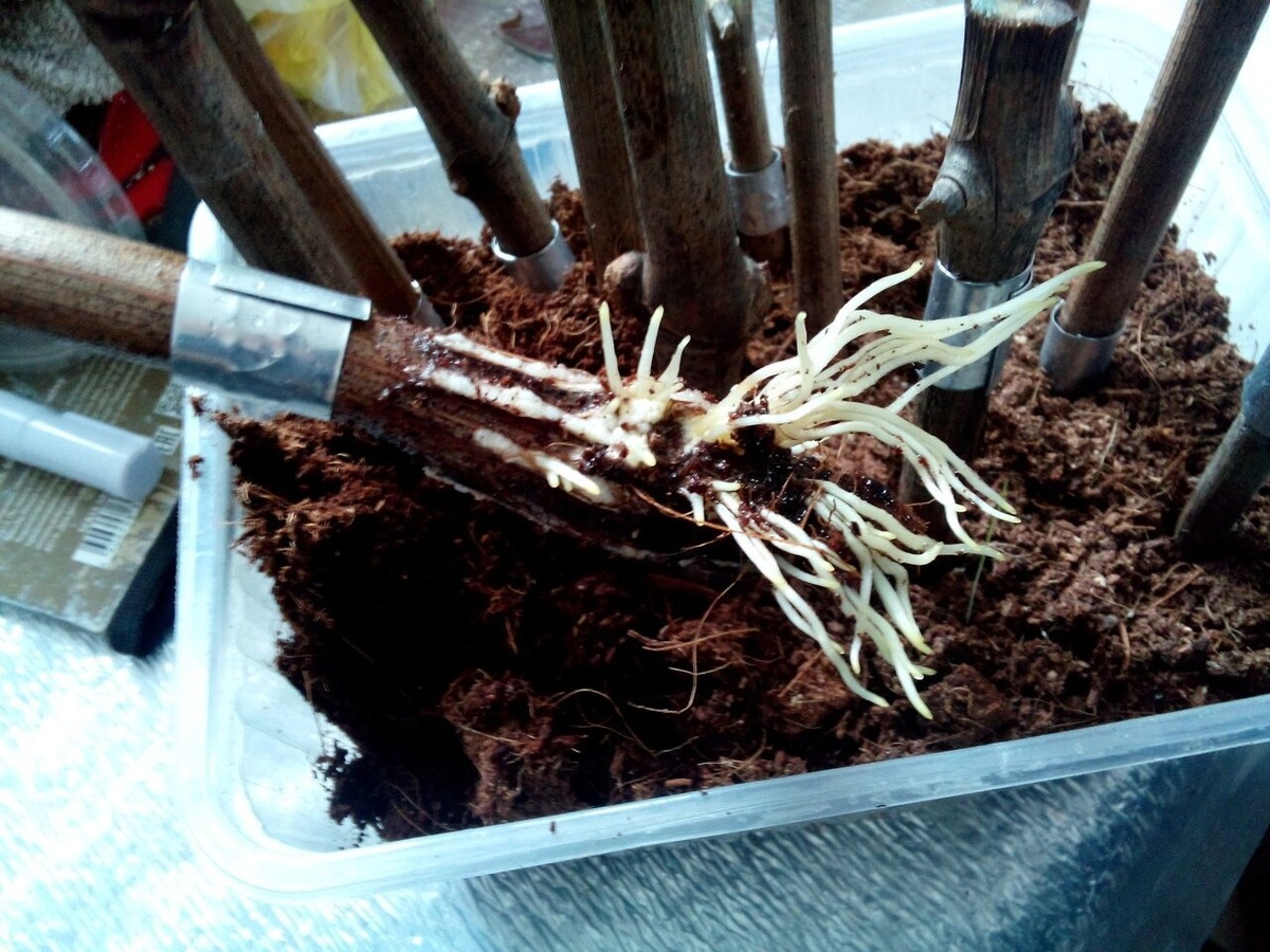 Контейнер с влажным кокосовым субстратом 