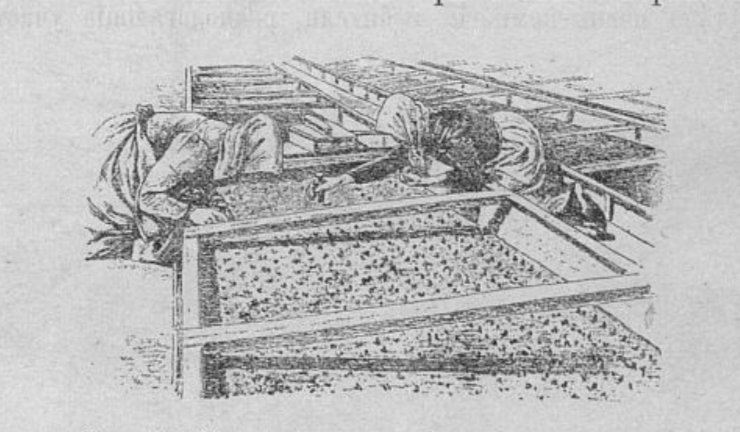 Производство работ в парниках 19 века - рисунок из книги П.Н. Штейнберга "Парники, паровыя гряды и навозныя теплицы".