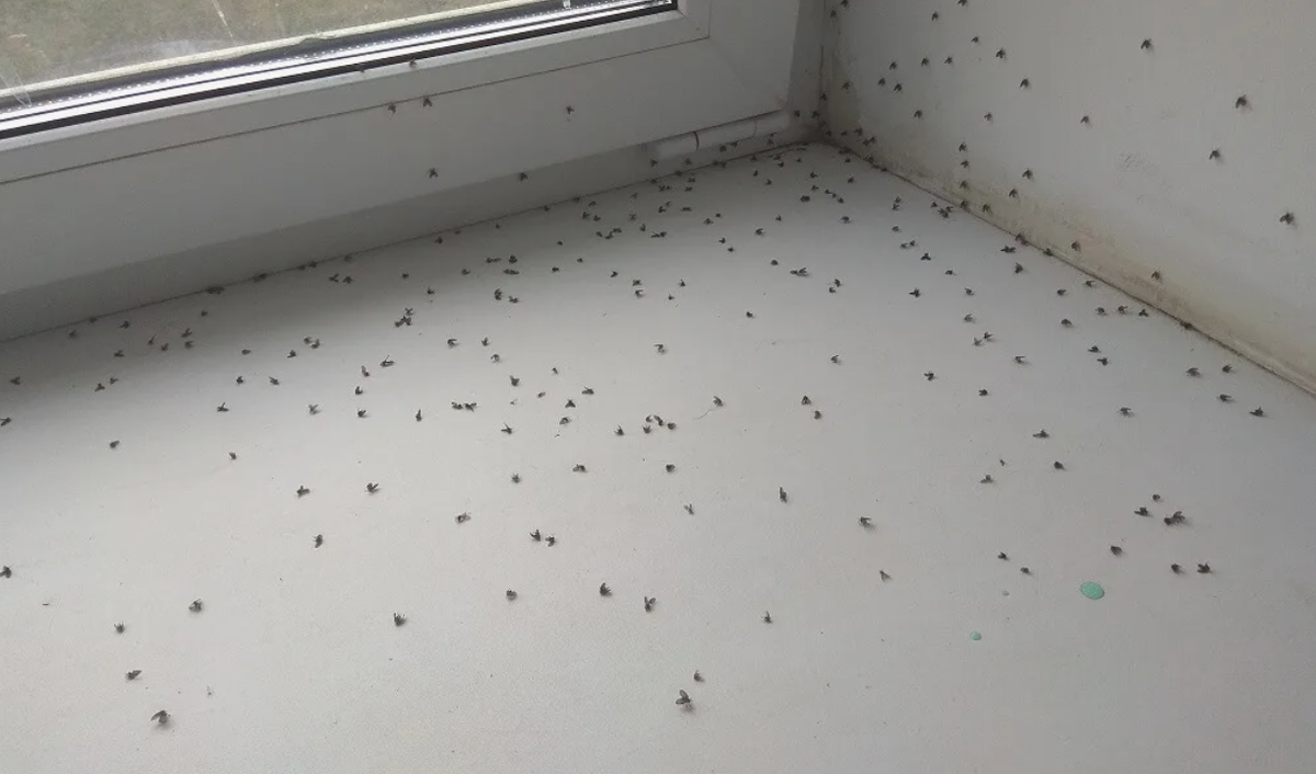 как избавиться от мошек в доме