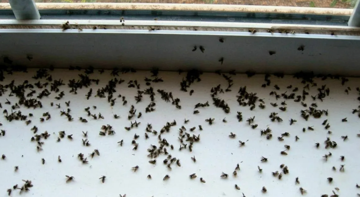 Борьба с домашними мошками